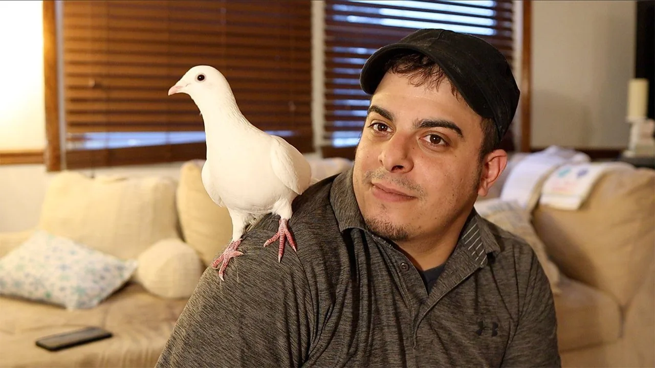 My Pet Dove - Having a dove as a pet